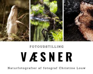 Fernisering - fotoudstilling væsner @ Kreativt Fitnesscenter
